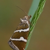 Auksajuostis pelėdgalviukas - Deltote bankiana | Fotografijos autorius : Gintautas Steiblys | © Macronature.eu | Macro photography web site