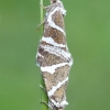 Auksajuostis pelėdgalviukas - Deltote bankiana | Fotografijos autorius : Lukas Jonaitis | © Macronature.eu | Macro photography web site