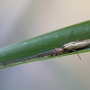 Kalninis storažandis - Tetragnatha montana ♀ | Fotografijos autorius : Žilvinas Pūtys | © Macronature.eu | Macro photography web site