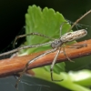 Shadow stretch spider - Tetragnatha montana | Fotografijos autorius : Gintautas Steiblys | © Macronature.eu | Macro photography web site