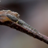 Kalninis storažandis - Tetragnatha montana | Fotografijos autorius : Romas Ferenca | © Macronature.eu | Macro photography web site
