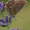 Silver-studded Blue - Plebeius argus  | Fotografijos autorius : Gintautas Steiblys | © Macronature.eu | Macro photography web site