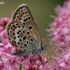 Silver-studded Blue - Plebeius argus  | Fotografijos autorius : Gintautas Steiblys | © Macronature.eu | Macro photography web site