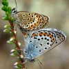 Silver-studded Blue - Plebeius argus | Fotografijos autorius : Romas Ferenca | © Macrogamta.lt | Šis tinklapis priklauso bendruomenei kuri domisi makro fotografija ir fotografuoja gyvąjį makro pasaulį.