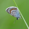 Akiuotasis melsvys - Plebejus argus   | Fotografijos autorius : Eglė Vičiuvienė | © Macronature.eu | Macro photography web site