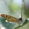 Silver-studded Blue - Plebejus argus | Fotografijos autorius : Rasa Gražulevičiūtė | © Macronature.eu | Macro photography web site