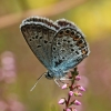 Silver-studded Blue - Plebejus argus | Fotografijos autorius : Gintautas Steiblys | © Macronature.eu | Macro photography web site