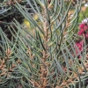 Vienaspyglė pušis - Pinus monophylla | Fotografijos autorius : Gintautas Steiblys | © Macronature.eu | Macro photography web site