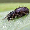 Kiaušiniškasis pjovėjas | Otiorhynchus ovatus | Fotografijos autorius : Darius Baužys | © Macrogamta.lt | Šis tinklapis priklauso bendruomenei kuri domisi makro fotografija ir fotografuoja gyvąjį makro pasaulį.