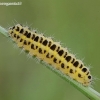 Vingiorykštinis marguolis - Zygaena filipendulae, vikšras | Fotografijos autorius : Algirdas Vilkas | © Macronature.eu | Macro photography web site