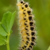 Six-spot burnet - Zygaena filipendulae, caterpillar | Fotografijos autorius : Žilvinas Pūtys | © Macronature.eu | Macro photography web site