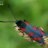 Vingiorykštinis marguolis - Zygaena filipendulae | Fotografijos autorius : Gintautas Steiblys | © Macronature.eu | Macro photography web site