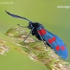 Vingiorykštinis marguolis - Zygaena filipendulae | Fotografijos autorius : Darius Baužys | © Macronature.eu | Macro photography web site