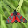 Six-spot burnet - Zygaena filipendulae | Fotografijos autorius : Nomeda Vėlavičienė | © Macronature.eu | Macro photography web site