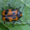 Six-spotted Pot Beetle - Cryptocephalus sexpunctatus ♂ | Fotografijos autorius : Žilvinas Pūtys | © Macronature.eu | Macro photography web site
