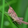 Skėrys? | Fotografijos autorius : Vidas Brazauskas | © Macrogamta.lt | Šis tinklapis priklauso bendruomenei kuri domisi makro fotografija ir fotografuoja gyvąjį makro pasaulį.