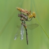 Geltondėmė skėtė - Somatochlora flavomaculata | Fotografijos autorius : Gediminas Gražulevičius | © Macrogamta.lt | Šis tinklapis priklauso bendruomenei kuri domisi makro fotografija ir fotografuoja gyvąjį makro pasaulį.
