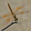 Skėtė - Brachythemis contaminata ♂ | Fotografijos autorius : Deividas Makavičius | © Macrogamta.lt | Šis tinklapis priklauso bendruomenei kuri domisi makro fotografija ir fotografuoja gyvąjį makro pasaulį.