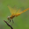 Skėtė - Trithemis aurora (jaunas patinas/young male) ♂ | Fotografijos autorius : Deividas Makavičius | © Macrogamta.lt | Šis tinklapis priklauso bendruomenei kuri domisi makro fotografija ir fotografuoja gyvąjį makro pasaulį.