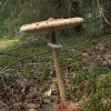 Skėtinė žvynabudė - Macrolepiota procera | Fotografijos autorius : Vytautas Gluoksnis | © Macrogamta.lt | Šis tinklapis priklauso bendruomenei kuri domisi makro fotografija ir fotografuoja gyvąjį makro pasaulį.