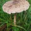 Skėtinė žvynabudė - Macrolepiota procera | Fotografijos autorius : Gintautas Steiblys | © Macrogamta.lt | Šis tinklapis priklauso bendruomenei kuri domisi makro fotografija ir fotografuoja gyvąjį makro pasaulį.