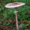 Skėtinė žvynabudė - Macrolepiota procera | Fotografijos autorius : Romas Ferenca | © Macrogamta.lt | Šis tinklapis priklauso bendruomenei kuri domisi makro fotografija ir fotografuoja gyvąjį makro pasaulį.