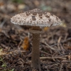 Skėtinė žvynabudė - Macrolepiota procera | Fotografijos autorius : Žilvinas Pūtys | © Macrogamta.lt | Šis tinklapis priklauso bendruomenei kuri domisi makro fotografija ir fotografuoja gyvąjį makro pasaulį.