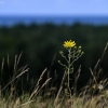 Skėtinė vanagė - Hieracium umbellatum? | Fotografijos autorius : Kazimieras Martinaitis | © Macrogamta.lt | Šis tinklapis priklauso bendruomenei kuri domisi makro fotografija ir fotografuoja gyvąjį makro pasaulį.