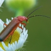 Skėtinis minkštavabalis - Rhagonycha fulva | Fotografijos autorius : Gintautas Steiblys | © Macrogamta.lt | Šis tinklapis priklauso bendruomenei kuri domisi makro fotografija ir fotografuoja gyvąjį makro pasaulį.