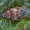 Skaidriasparnė dirvablakė - Kleidocerys resedae | Fotografijos autorius : Žilvinas Pūtys | © Macrogamta.lt | Šis tinklapis priklauso bendruomenei kuri domisi makro fotografija ir fotografuoja gyvąjį makro pasaulį.