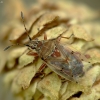 Skaidriasparnė dirvablakė - Kleidocerys resedae | Fotografijos autorius : Vidas Brazauskas | © Macrogamta.lt | Šis tinklapis priklauso bendruomenei kuri domisi makro fotografija ir fotografuoja gyvąjį makro pasaulį.