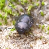 Skarabėjinė juodblakė - Thyreocoris scarabaeoides | Fotografijos autorius : Romas Ferenca | © Macrogamta.lt | Šis tinklapis priklauso bendruomenei kuri domisi makro fotografija ir fotografuoja gyvąjį makro pasaulį.