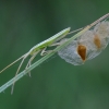 Skeltagalvė žolbalkė - Notostira elongata, nimfa | Fotografijos autorius : Romas Ferenca | © Macrogamta.lt | Šis tinklapis priklauso bendruomenei kuri domisi makro fotografija ir fotografuoja gyvąjį makro pasaulį.