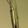 Skeltagalvė žolblakė - Notostira elongata | Fotografijos autorius : Vidas Brazauskas | © Macrogamta.lt | Šis tinklapis priklauso bendruomenei kuri domisi makro fotografija ir fotografuoja gyvąjį makro pasaulį.