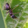 Skruzdėlė - Lasius cf alienus | Fotografijos autorius : Gintautas Steiblys | © Macrogamta.lt | Šis tinklapis priklauso bendruomenei kuri domisi makro fotografija ir fotografuoja gyvąjį makro pasaulį.