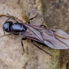 Skruzdėlė - Camponotus herculeanus? | Fotografijos autorius : Kazimieras Martinaitis | © Macrogamta.lt | Šis tinklapis priklauso bendruomenei kuri domisi makro fotografija ir fotografuoja gyvąjį makro pasaulį.