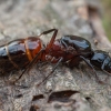 Skruzdėlė - Camponotus ligniperda ♀ | Fotografijos autorius : Žilvinas Pūtys | © Macrogamta.lt | Šis tinklapis priklauso bendruomenei kuri domisi makro fotografija ir fotografuoja gyvąjį makro pasaulį.