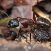 Skruzdėlė - Camponotus ligniperda | Fotografijos autorius : Žilvinas Pūtys | © Macrogamta.lt | Šis tinklapis priklauso bendruomenei kuri domisi makro fotografija ir fotografuoja gyvąjį makro pasaulį.