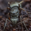 Skruzdėlė - Formica picea | Fotografijos autorius : Žilvinas Pūtys | © Macrogamta.lt | Šis tinklapis priklauso bendruomenei kuri domisi makro fotografija ir fotografuoja gyvąjį makro pasaulį.