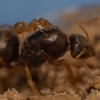 Geltonoji dirvinė skruzdėlė - Lasius flavus | Fotografijos autorius : Mindaugas Leliunga | © Macrogamta.lt | Šis tinklapis priklauso bendruomenei kuri domisi makro fotografija ir fotografuoja gyvąjį makro pasaulį.