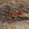 Skruzdėlė - Myrmecia gulosa | Fotografijos autorius : Žilvinas Pūtys | © Macrogamta.lt | Šis tinklapis priklauso bendruomenei kuri domisi makro fotografija ir fotografuoja gyvąjį makro pasaulį.