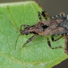 Skruzdėlinė skerdblakė - Himacerus mirmicoides | Fotografijos autorius : Gintautas Steiblys | © Macrogamta.lt | Šis tinklapis priklauso bendruomenei kuri domisi makro fotografija ir fotografuoja gyvąjį makro pasaulį.