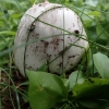 Skujinė musmirė - Amanita strobiliformis | Fotografijos autorius : Vitalij Drozdov | © Macrogamta.lt | Šis tinklapis priklauso bendruomenei kuri domisi makro fotografija ir fotografuoja gyvąjį makro pasaulį.