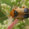 Skullcap leaf beetle - Phyllobrotica quadrimaculata  | Fotografijos autorius : Gintautas Steiblys | © Macronature.eu | Macro photography web site