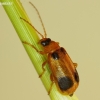 Skullcap leaf beetle - Phyllobrotica quadrimaculata | Fotografijos autorius : Deividas Makavičius | © Macronature.eu | Macro photography web site