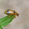 Skullcap leaf beetle - Phyllobrotica quadrimaculata | Fotografijos autorius : Vytautas Gluoksnis | © Macronature.eu | Macro photography web site
