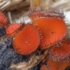Skydelinė blakstienutė - Scutellinia scutellata | Fotografijos autorius : Gintautas Steiblys | © Macrogamta.lt | Šis tinklapis priklauso bendruomenei kuri domisi makro fotografija ir fotografuoja gyvąjį makro pasaulį.