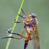 Slankmusė | Marsh snipefly | Rhagio tringarius | Fotografijos autorius : Darius Baužys | © Macrogamta.lt | Šis tinklapis priklauso bendruomenei kuri domisi makro fotografija ir fotografuoja gyvąjį makro pasaulį.