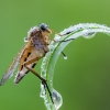 Slankmusė | Marsh snipefly | Rhagio tringarius | Fotografijos autorius : Darius Baužys | © Macrogamta.lt | Šis tinklapis priklauso bendruomenei kuri domisi makro fotografija ir fotografuoja gyvąjį makro pasaulį.