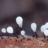 Slime mold - Comatricha nigra | Fotografijos autorius : Žilvinas Pūtys | © Macronature.eu | Macro photography web site